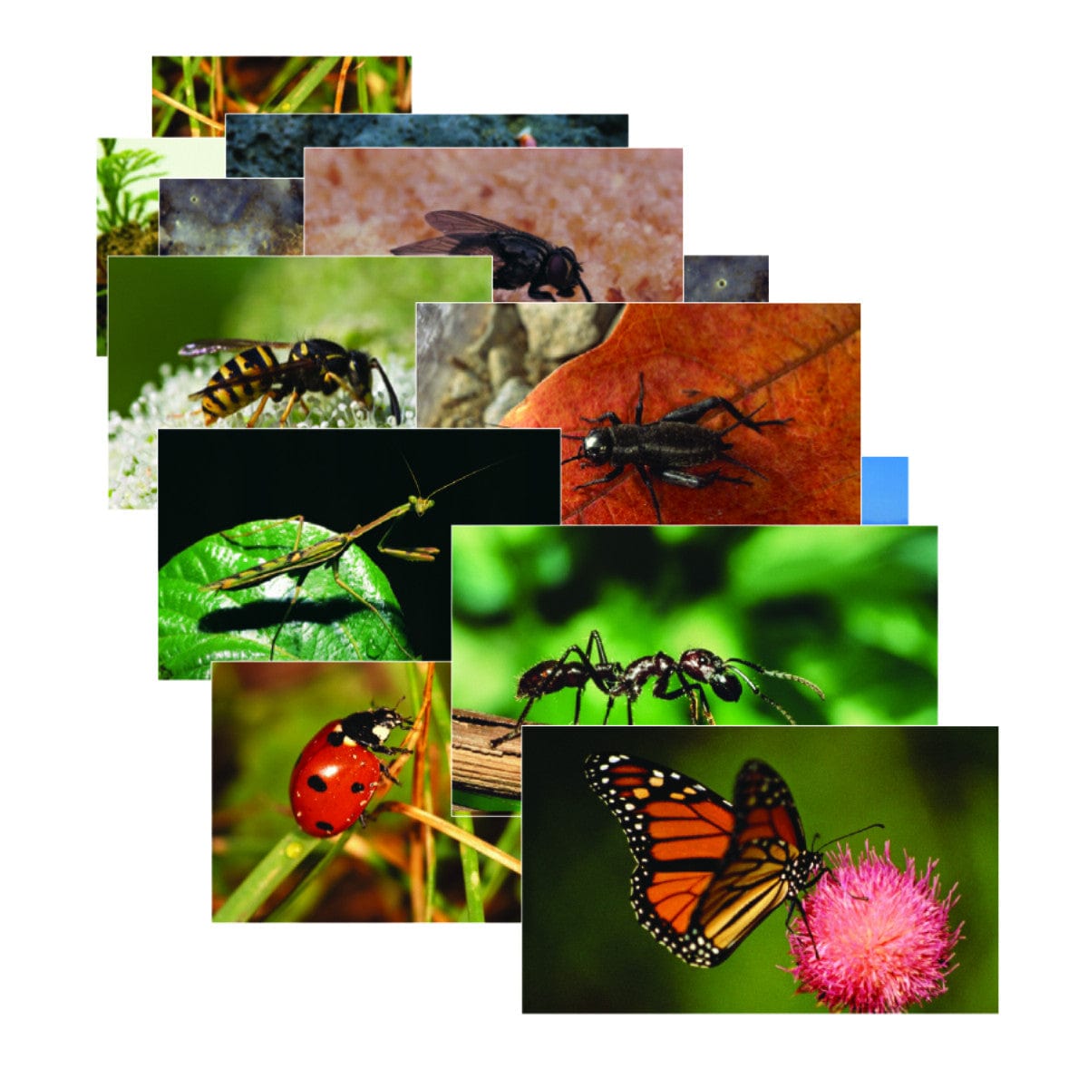 Insects & Bugs Posters