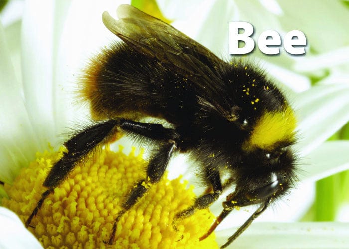 Insects & Bugs Memory Game
