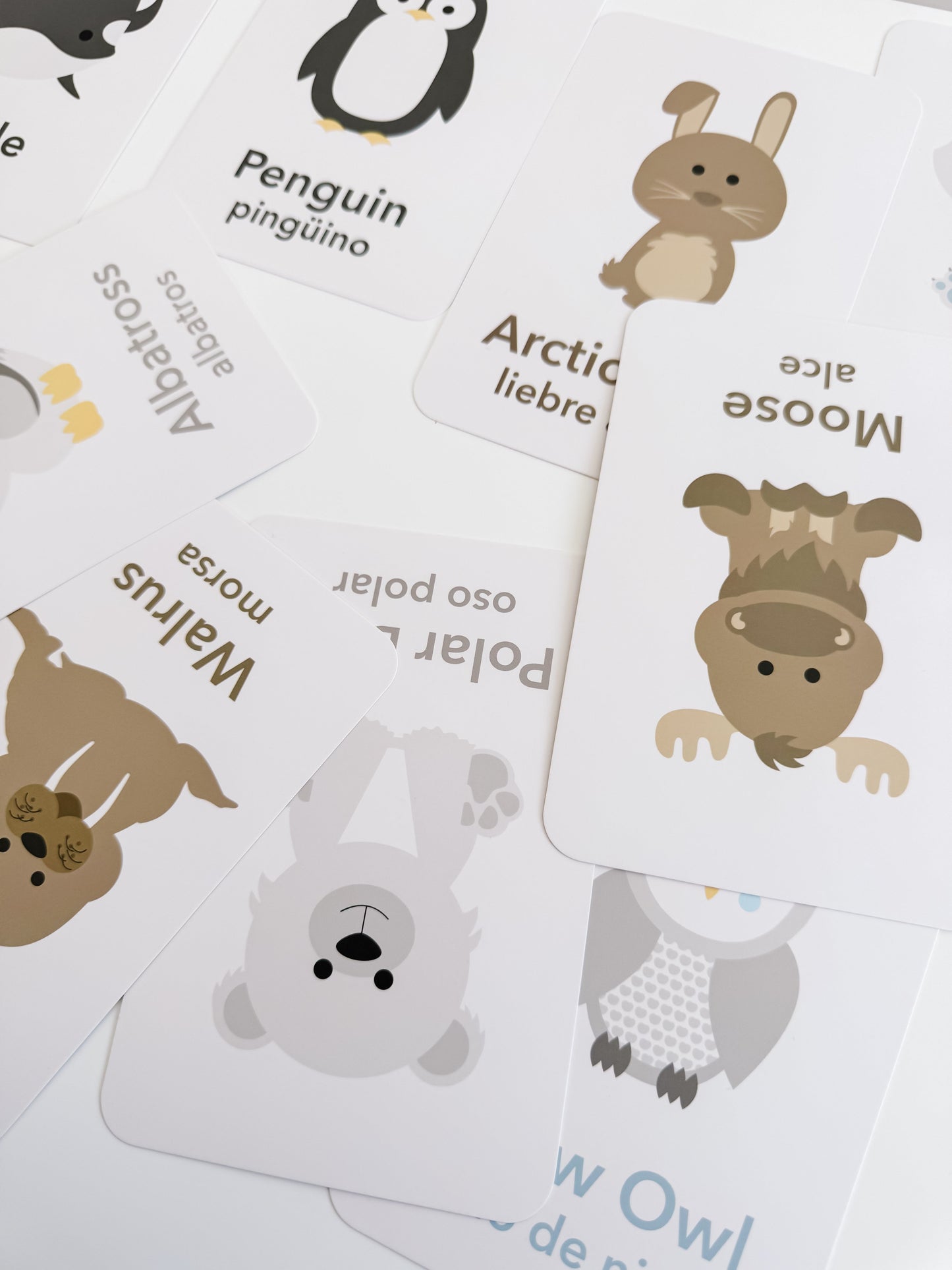 Arctic Animals Flashcards