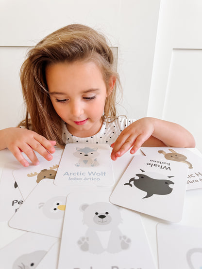 Arctic Animals Flashcards