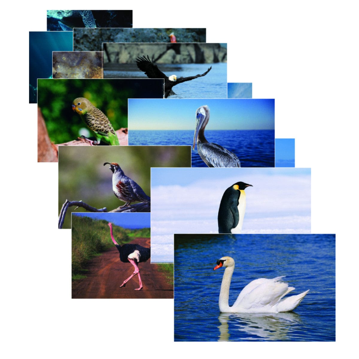 Birds Posters