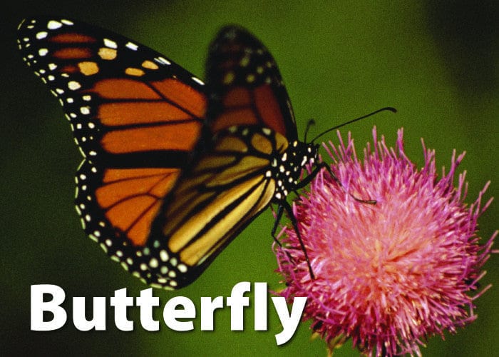 Insects & Bugs Memory Game