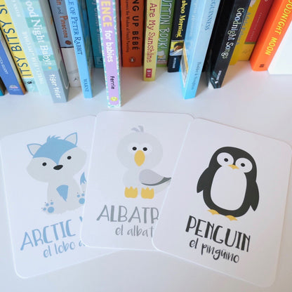 Arctic Animals Flashcards